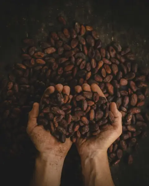 Hands holding a pile of ceremonial cacao beans