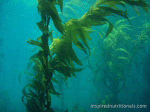 kelp-biofilam